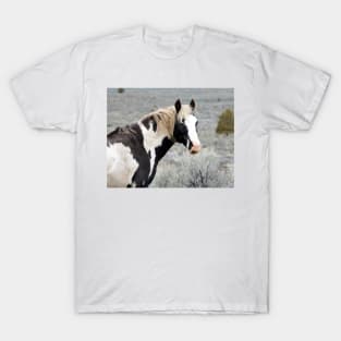 South Steens Wild Stallion Maestro T-Shirt